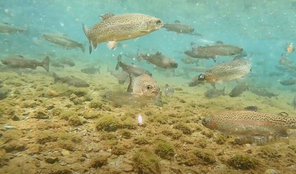 Основы Ареа. Типы&nbsp;поклёвок