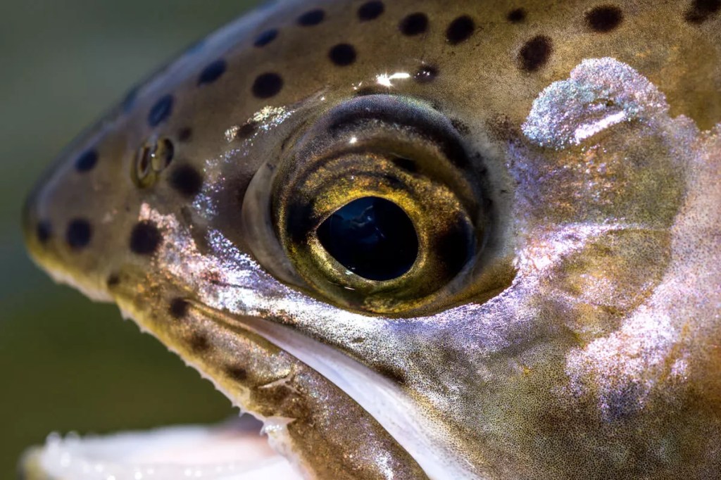 Цветовое зрение форели